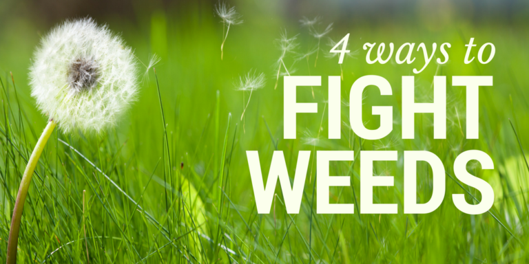 4 Ways to Fight Weeds In Your Yard | Lawn Care & Landscaping Topeka, KS